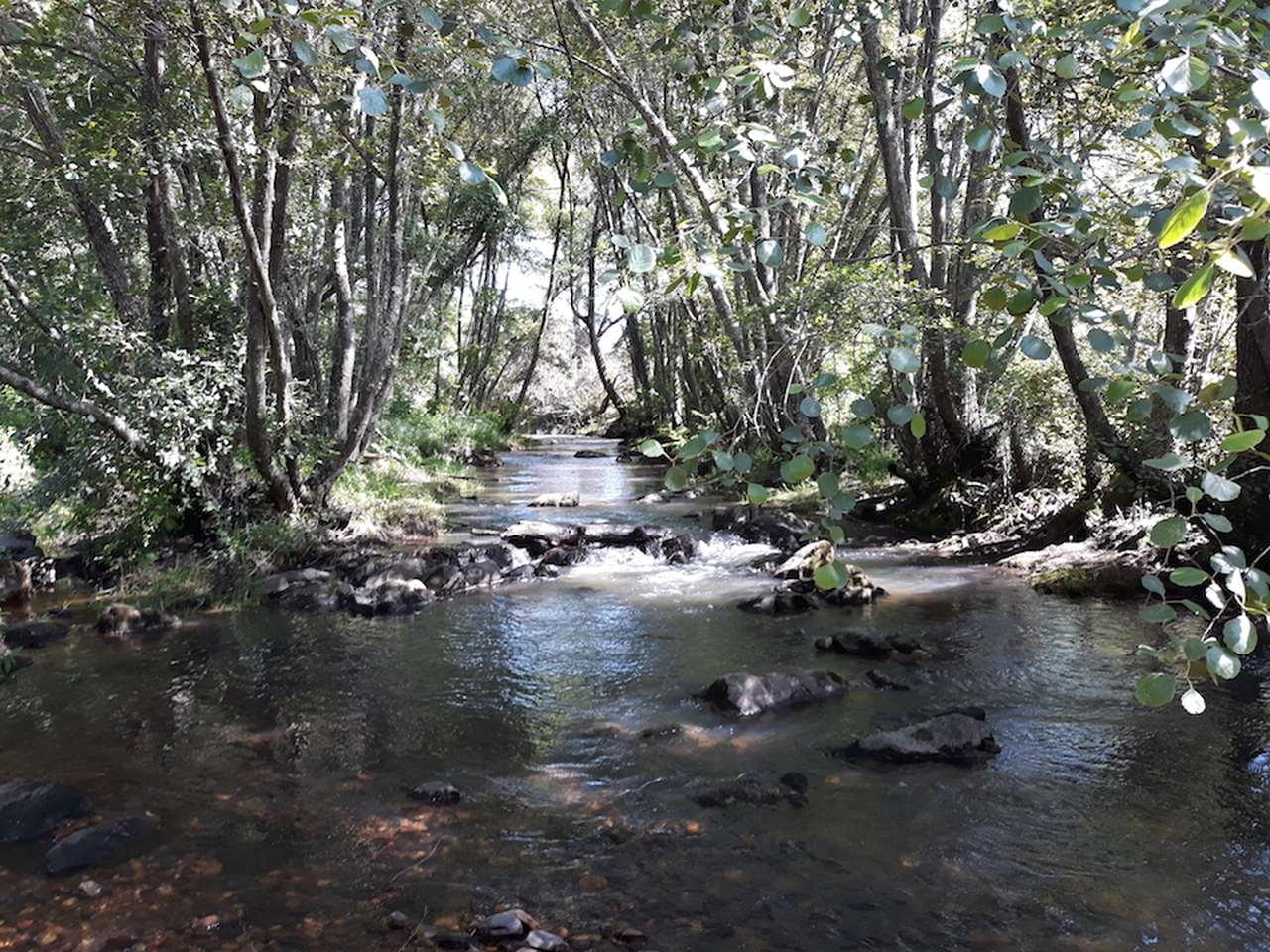 Agroflorestal florestas ripárias